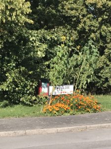 Orange flowers and sign